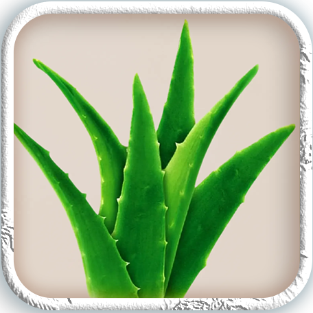 Kerala Aloe Vera